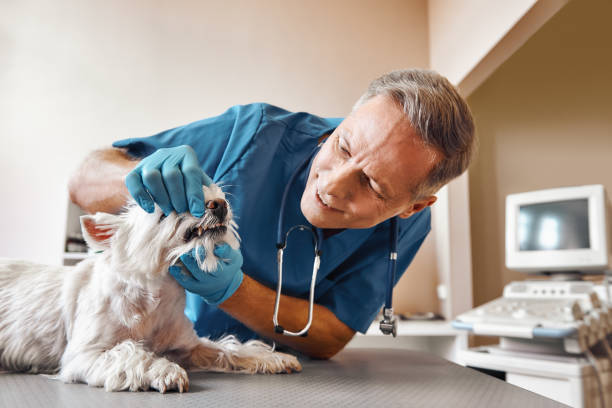 Best Broken or Chipped Tooth Repair in Peebles, OH